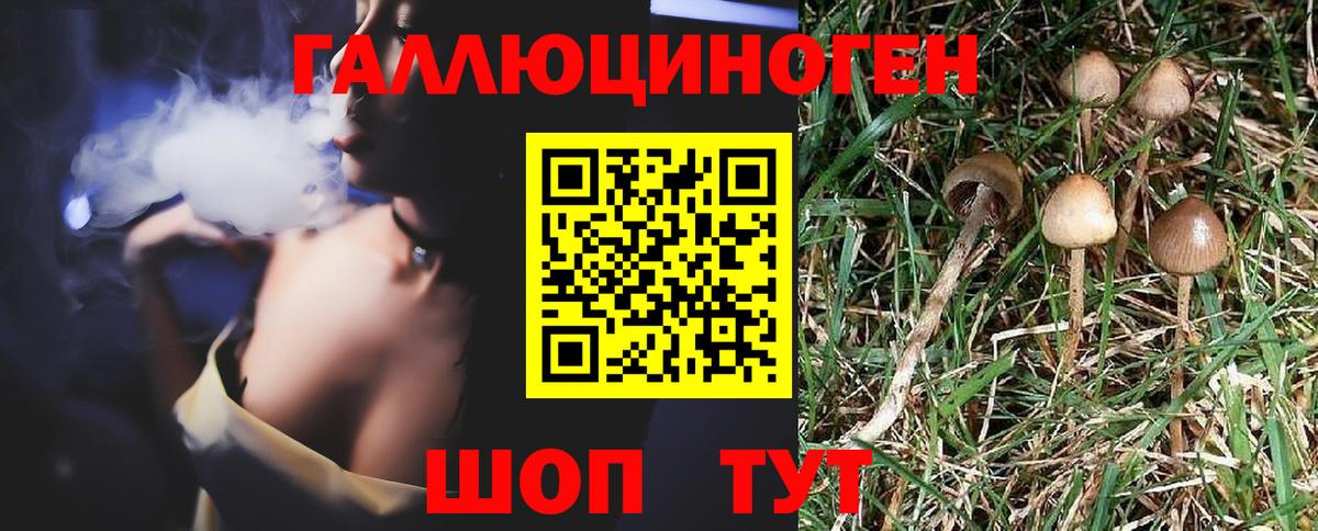 Майкоп  Галлюциногенные грибы мицелий  Вход с VPN  Галлюциногенные грибы прущие грибы 